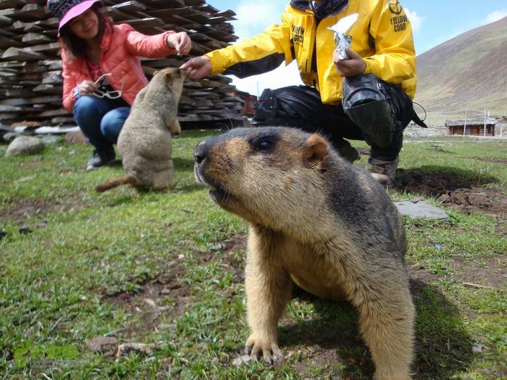7车8人莫斯卡6日游莫斯卡-旱獭6