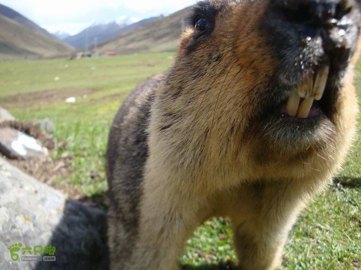 7车8人莫斯卡6日游莫斯卡-旱獭7