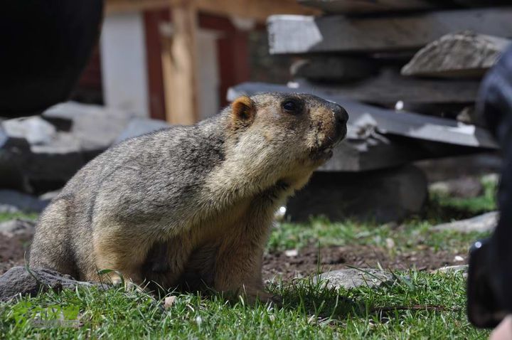 7车8人莫斯卡6日游莫斯卡-旱獭8