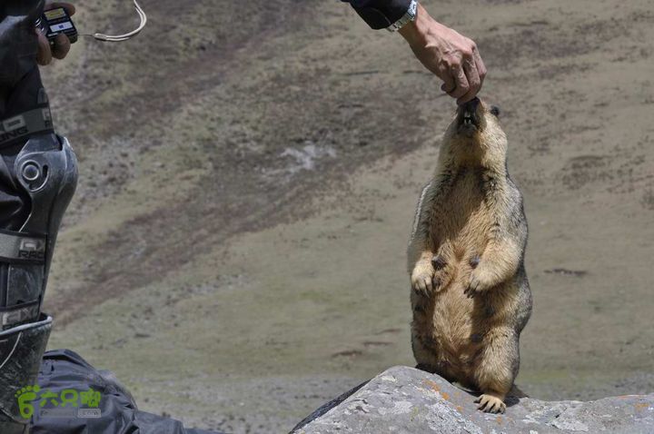 7车8人莫斯卡6日游莫斯卡-旱獭10