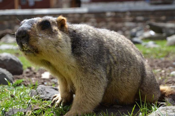 7车8人莫斯卡6日游莫斯卡-旱獭11