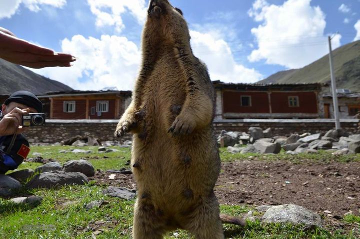 7车8人莫斯卡6日游莫斯卡-旱獭12
