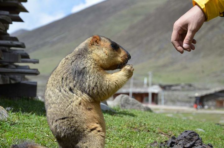 7车8人莫斯卡6日游莫斯卡-旱獭14