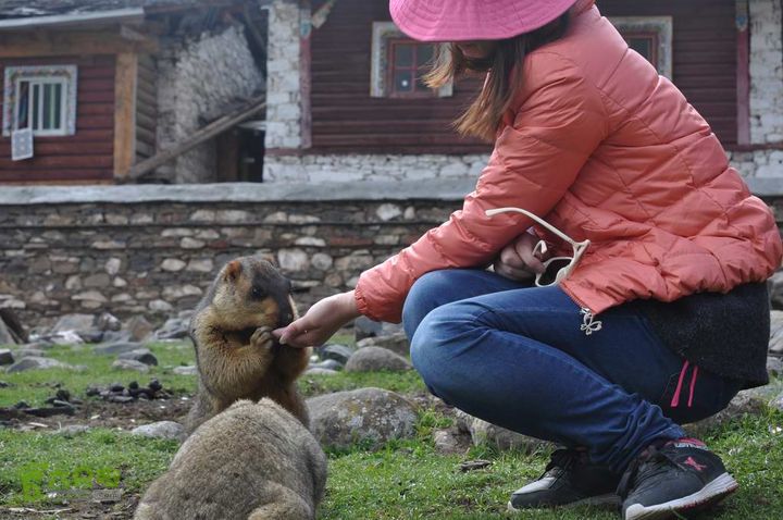 7车8人莫斯卡6日游莫斯卡-旱獭16