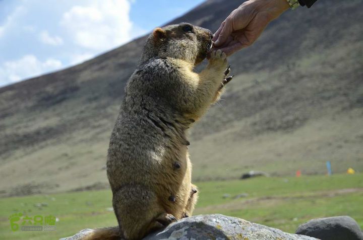7车8人莫斯卡6日游莫斯卡-旱獭17
