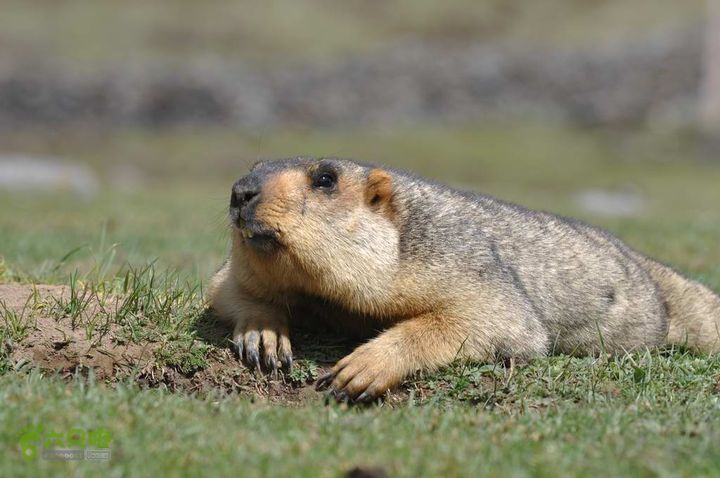 7车8人莫斯卡6日游莫斯卡-旱獭19