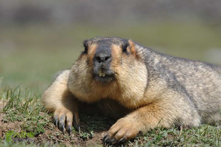 7车8人莫斯卡6日游莫斯卡-旱獭20