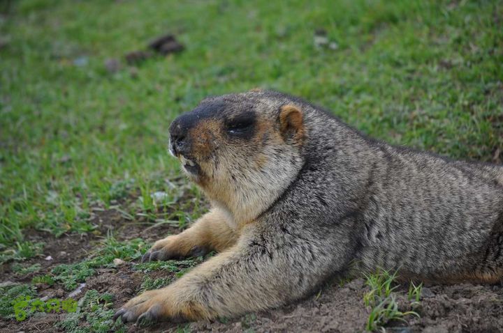 7车8人莫斯卡6日游莫斯卡-旱獭31
