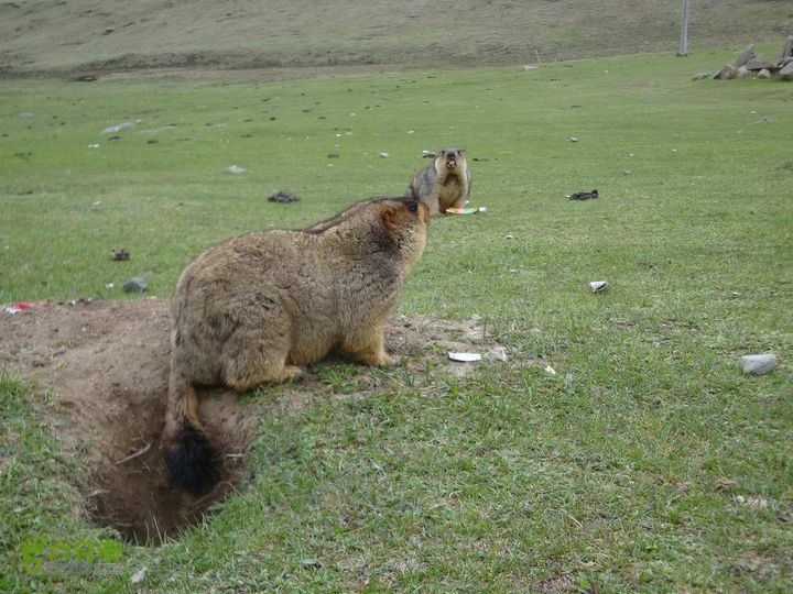 7车8人莫斯卡6日游莫斯卡-旱獭32