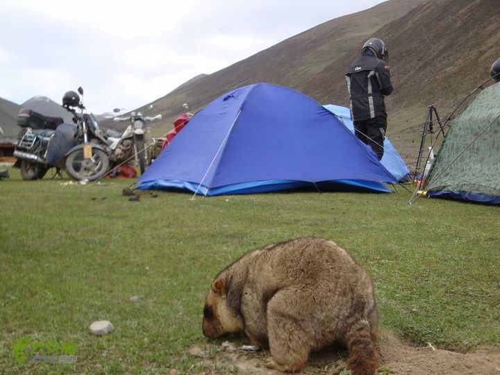 7车8人莫斯卡6日游莫斯卡-旱獭33