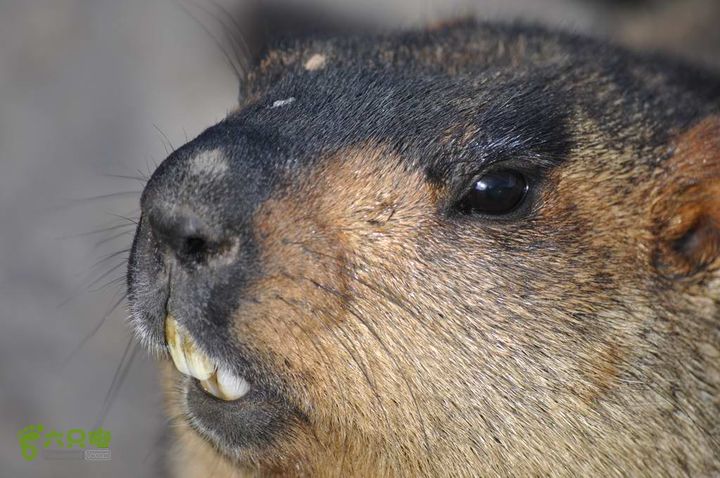 7车8人莫斯卡6日游莫斯卡-旱獭34