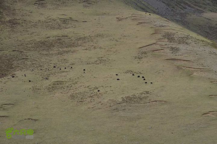 7车8人莫斯卡6日游莫斯卡牦牛