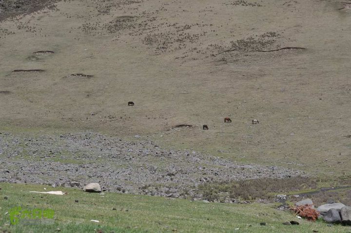 7车8人莫斯卡6日游莫斯卡-山上的马儿