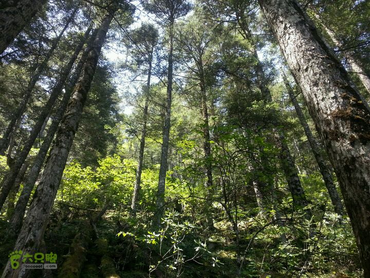 神农架非景区线路穿越至神农顶原始森林