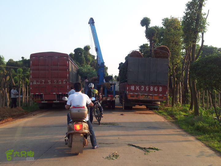 骑行厂窖这一路都是景观树，有点像浏阳市柏家镇的苗圃基地哦。