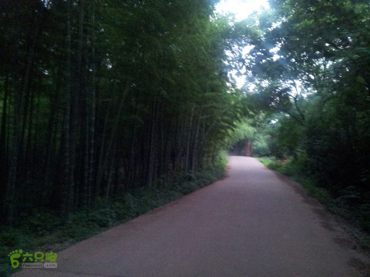 骑行厂窖桃江是“楠竹之乡”，可惜这次是没有时间去竹海体验了。