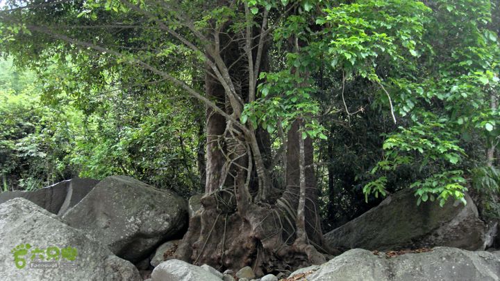 130417海南乐东-佳西红水河峡谷逆溪徒步DSC00857