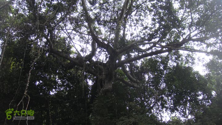 130417海南乐东-佳西红水河峡谷逆溪徒步DSC00882