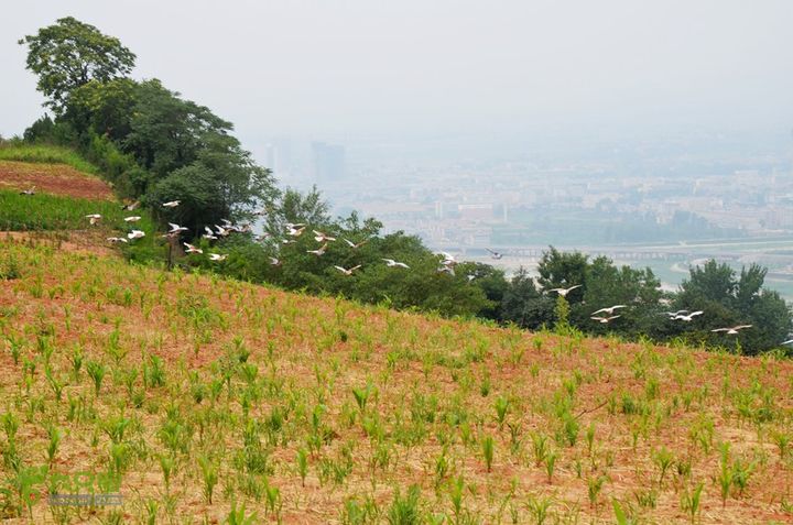 四上白鹿原DSC_0029