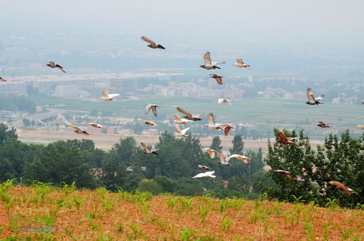 四上白鹿原DSC_0031