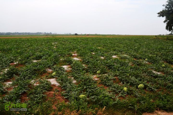 四上白鹿原DSC_0046