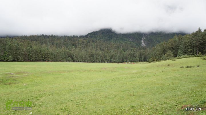  云南第三天：③玉龙雪山_云杉坪DSC06900