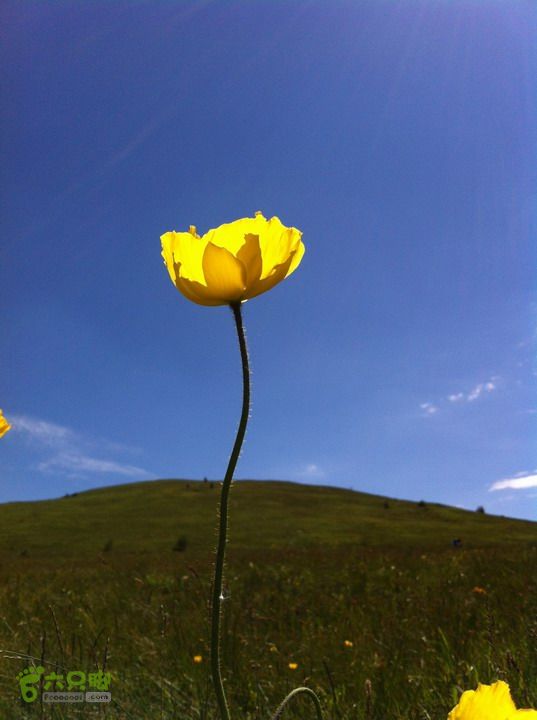 绿野网团建活动-老栅子村-东猴顶-孤石牧场穿越这张照片起名叫：“生的高，所以高傲”