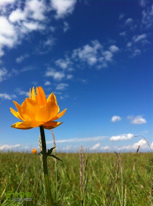 绿野网团建活动-老栅子村-东猴顶-孤石牧场穿越金莲花