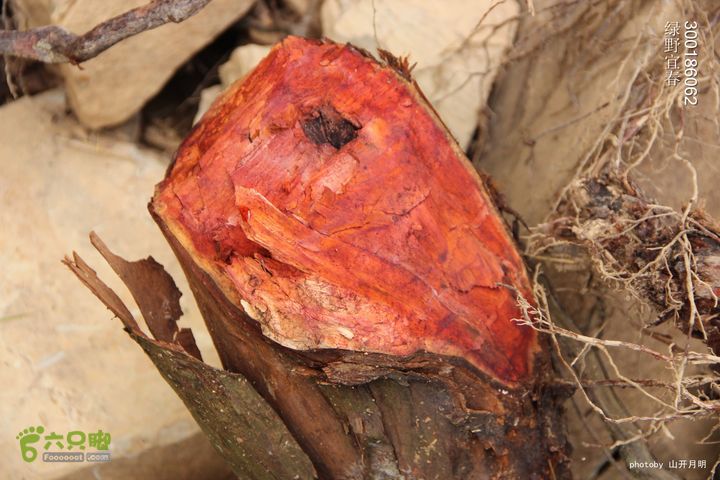 巍巍大岗增秀色-绿野一探大岗山快乐宜春绿野 09_50_5633