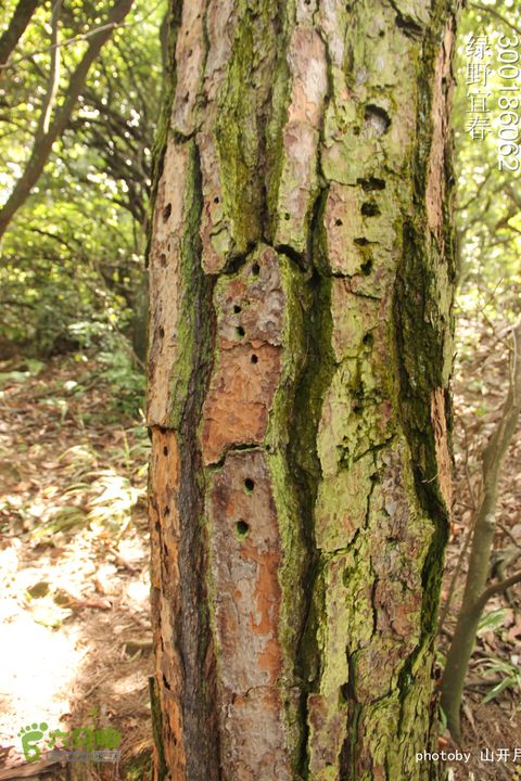 巍巍大岗增秀色-绿野一探大岗山快乐宜春绿野 10_50_3134