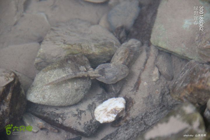 巍巍大岗增秀色-绿野一探大岗山快乐宜春绿野 14_35_1148