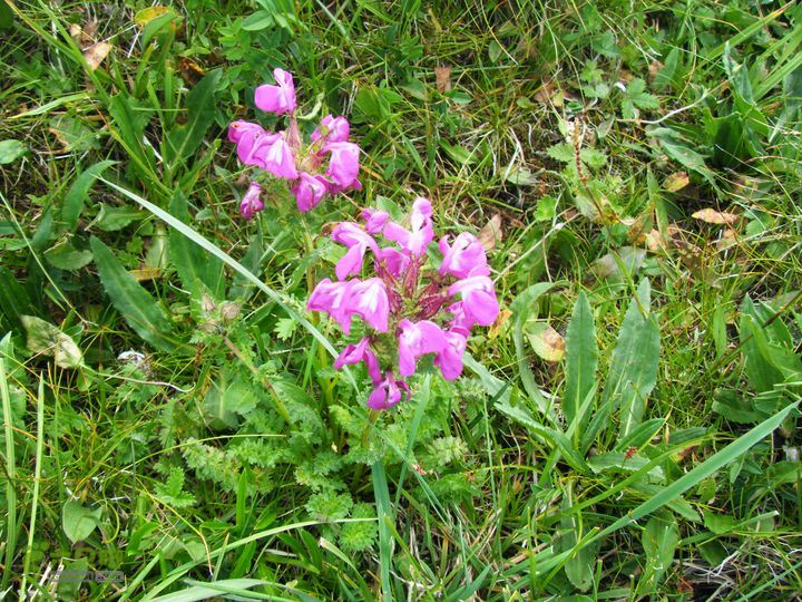 兰若寺—冻冷沟—古北台—北台—中台—西台—吉祥寺—风林寺DSCF7526