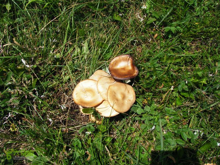 兰若寺—冻冷沟—古北台—北台—中台—西台—吉祥寺—风林寺DSCF7532