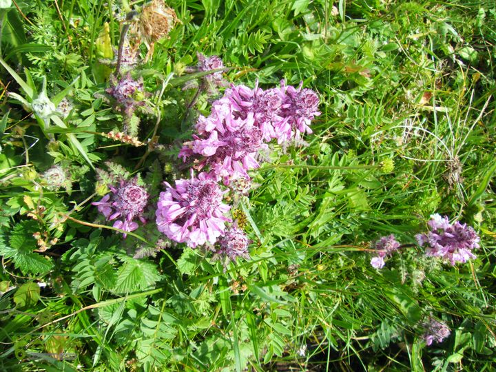 兰若寺—冻冷沟—古北台—北台—中台—西台—吉祥寺—风林寺DSCF7536