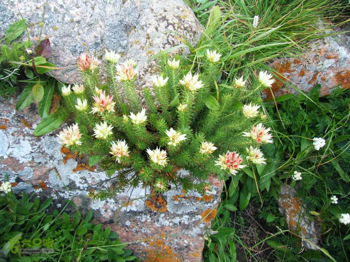 兰若寺—冻冷沟—古北台—北台—中台—西台—吉祥寺—风林寺DSCF7550