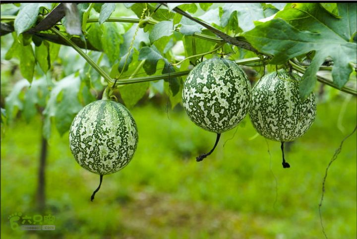 衢州环三十六湾峡谷探白塔洞双头洞金鸡洞多美的瓜，是挂在棚上的