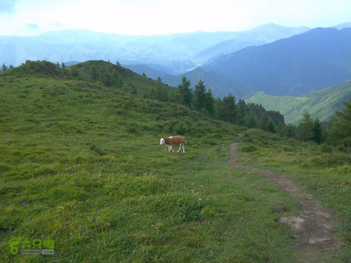 鸿门岩-东-北-中台-八功德水-狮子窝-金阁寺-南台-佛母洞下撤佛母洞途中遇到的小牛