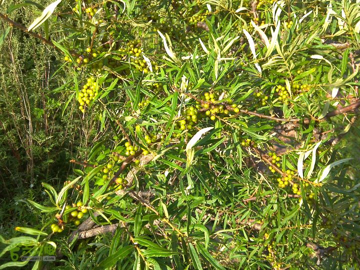 鸿门岩-东-北-中台-八功德水-狮子窝-金阁寺-南台-佛母洞下撤南台途中遇到的沙棘