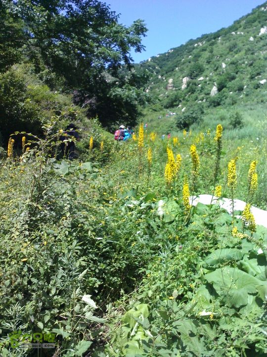 南灵山（石城子山）穿越YP20130803112423596