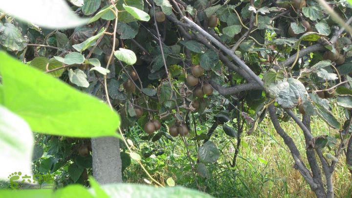 骑行：西安市户县——宝鸡市眉县汤峪太白山16路边的猕猴桃即将成熟