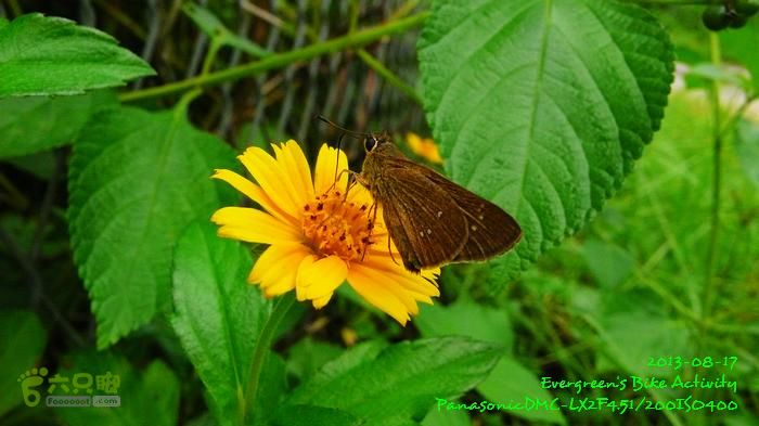 2013 08 17 大埔墟、蓮澳、馬窩、打鐵刃、運頭塘P1560974