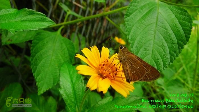 2013 08 17 大埔墟、蓮澳、馬窩、打鐵刃、運頭塘P1560975