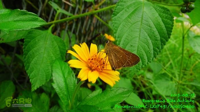 2013 08 17 大埔墟、蓮澳、馬窩、打鐵刃、運頭塘P1560976