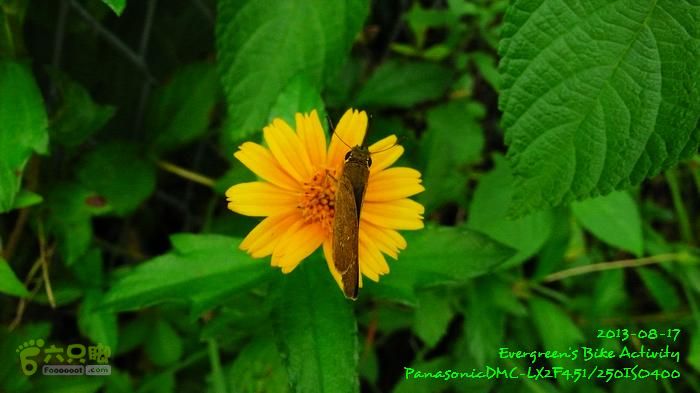 2013 08 17 大埔墟、蓮澳、馬窩、打鐵刃、運頭塘P1560977