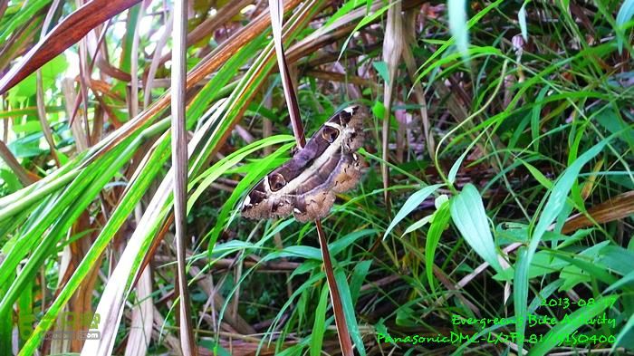 2013 08 17 大埔墟、蓮澳、馬窩、打鐵刃、運頭塘P1560981