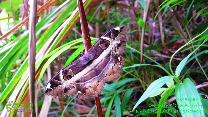 2013 08 17 大埔墟、蓮澳、馬窩、打鐵刃、運頭塘P1560982