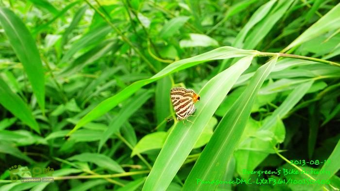 2013 08 17 大埔墟、蓮澳、馬窩、打鐵刃、運頭塘P1560986
