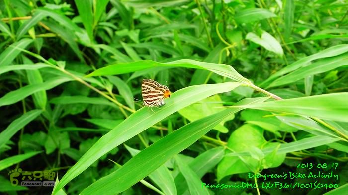 2013 08 17 大埔墟、蓮澳、馬窩、打鐵刃、運頭塘P1560987