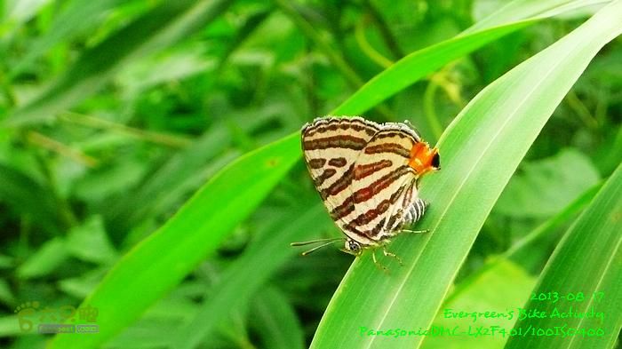 2013 08 17 大埔墟、蓮澳、馬窩、打鐵刃、運頭塘P1560988_RS