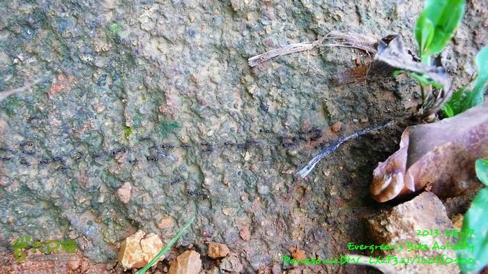 2013 08 17 大埔墟、蓮澳、馬窩、打鐵刃、運頭塘P1560989